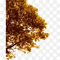 ��֦-������