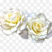 白色山茶花-空若网 白色山茶花-空若网