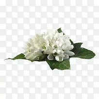 白色山茶花-空若网 白色山茶花-空若网