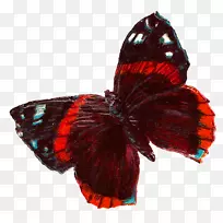 蝴蝶昆虫剪贴画-红色蝴蝶-空若网 蝴蝶昆虫剪贴画-红色蝴蝶-空若网