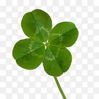 四叶草-空若网 四叶草-空若网