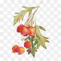 水彩画红色山楂果-空若网 水彩画红色山楂果-空若网