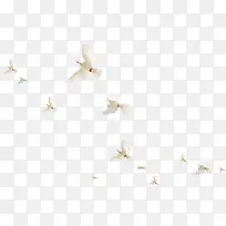 一群摄影效果白色鸽子-空若网 一群摄影效果白色鸽子-空若网