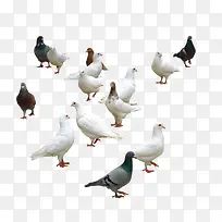 白色鸽子-空若网 白色鸽子-空若网