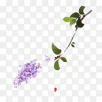 紫色丁香花-空若网 紫色丁香花-空若网