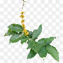 一串黄色茂盛的咖啡果实物-空若网 一串黄色茂盛的咖啡果实物-空若网