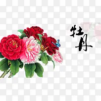 牡丹花素材-空若网 牡丹花素材-空若网