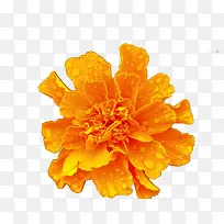 橙色鲜花-空若网 橙色鲜花-空若网