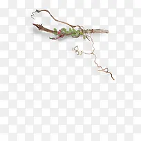 绿叶树枝装饰-空若网 绿叶树枝装饰-空若网