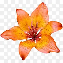 背景素材植物花卉素材-空若网 背景素材植物花卉素材-空若网