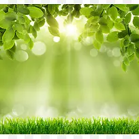 ������Ҷ�ݵر���-������