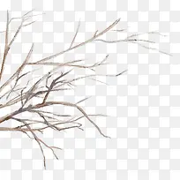 树枝-空若网 树枝-空若网