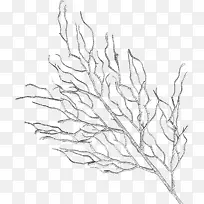 手绘树枝-空若网 手绘树枝-空若网