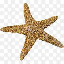 手绘海星-空若网 手绘海星-空若网