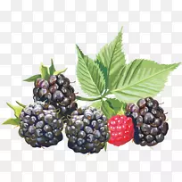 黑莓果-空若网 黑莓果-空若网