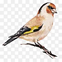 手绘水彩树枝上的小鸟-空若网 手绘水彩树枝上的小鸟-空若网