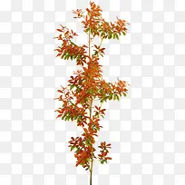 枫叶树素材免抠-空若网 枫叶树素材免抠-空若网