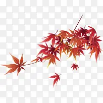 黄色枫叶矢量素材-空若网 黄色枫叶矢量素材-空若网