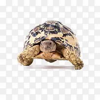 卡通小乌龟动物-空若网 卡通小乌龟动物-空若网