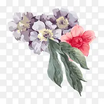 精美手绘花朵-空若网 精美手绘花朵-空若网