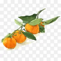 水彩橘子-空若网 水彩橘子-空若网