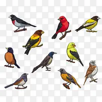 手绘彩色鸟-空若网 手绘彩色鸟-空若网