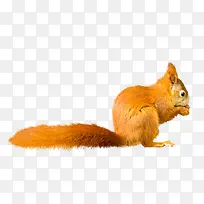 素材 创意元素 PNG 矢量 松鼠-空若网 素材 创意元素 PNG 矢量 松鼠-空若网