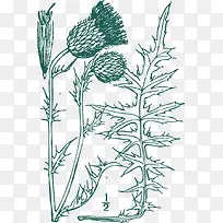 开花矢量卡通水飞蓟-空若网 开花矢量卡通水飞蓟-空若网