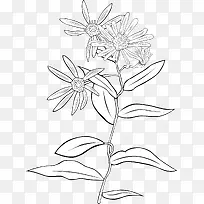 һ��Ұ�ջ�-������