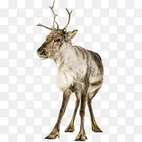 野生动物鹿-空若网 野生动物鹿-空若网