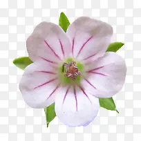 �ʻ����ܱ���Ԫ��-������