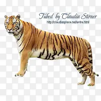 װ��ֲ�ﻨ���ز�-������