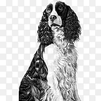 黑白卷发小狗插画-空若网 黑白卷发小狗插画-空若网