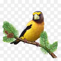 矢量黄雀-空若网 矢量黄雀-空若网