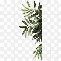 ��ɫ��Ҷ��װ��-������