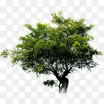 ïʢ�Ĵ���-������