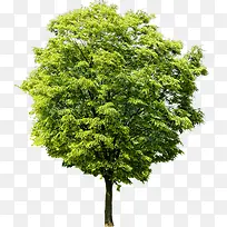 高清摄影绿色的大树茂盛-空若网 高清摄影绿色的大树茂盛-空若网