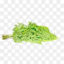 新鲜辣木叶摄影图-空若网 新鲜辣木叶摄影图-空若网