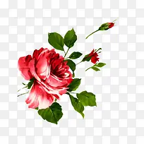 牡丹水彩画免抠素材-空若网 牡丹水彩画免抠素材-空若网