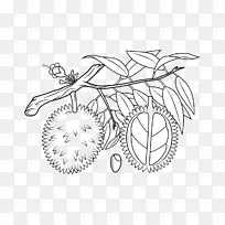 榴莲水果着色书橙色剪贴画榴莲-空若网 榴莲水果着色书橙色剪贴画榴莲-空若网