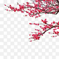 梅花-空若网 梅花-空若网