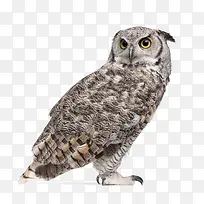 可爱的猫头鹰-空若网 可爱的猫头鹰-空若网