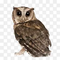 可爱的猫头鹰-空若网 可爱的猫头鹰-空若网