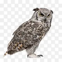 可爱的猫头鹰-空若网 可爱的猫头鹰-空若网