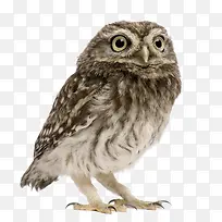 �ɰ���èͷӥ-������