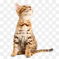 卡通动物图片卡通动物素材 高傲-空若网 卡通动物图片卡通动物素材 高傲-空若网