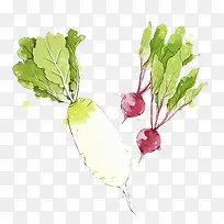 水彩蔬菜萝卜-空若网 水彩蔬菜萝卜-空若网