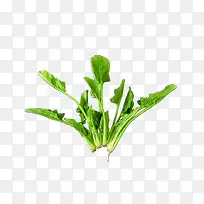 菠菜叶子小菠菜叶子-空若网 菠菜叶子小菠菜叶子-空若网