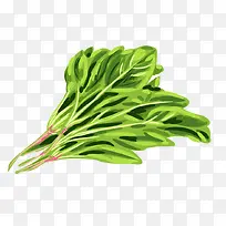 色泽鲜艳绿色菠菜手绘蔬菜马克笔-空若网 色泽鲜艳绿色菠菜手绘蔬菜马克笔-空若网