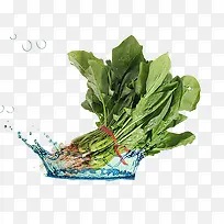 蔬菜-空若网 蔬菜-空若网